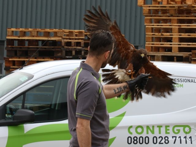 Falconry Bird control