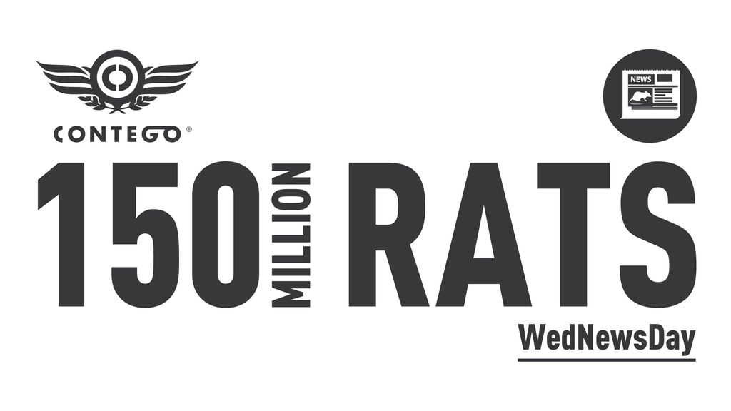 Rat Population Hits 150 Million In 2020!