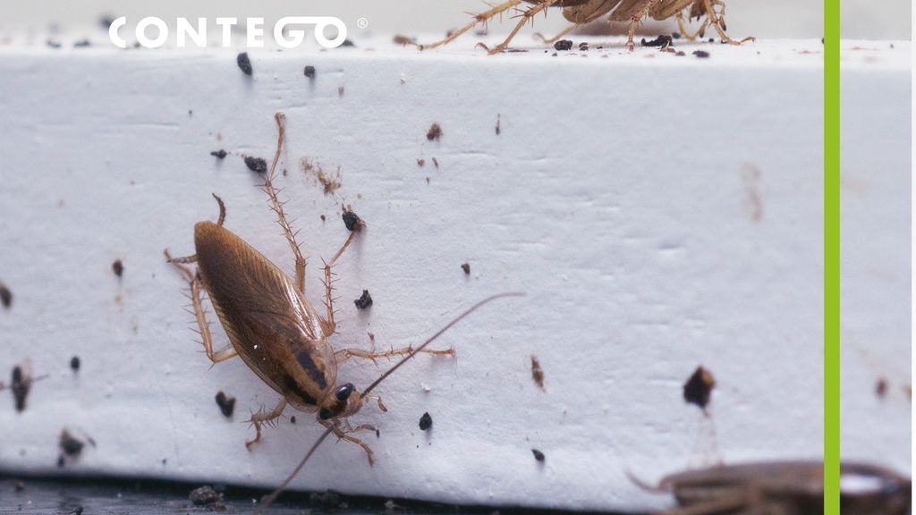 5 Pests That Aren't Just Summer Visitors