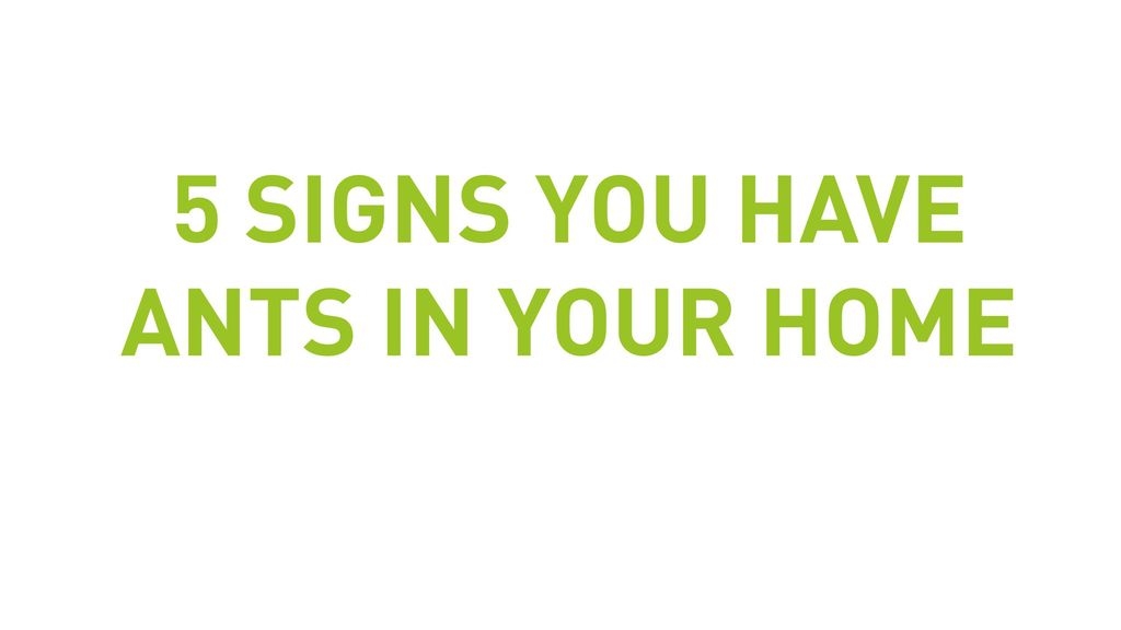 5 Signs You Have Ants In Your Home
