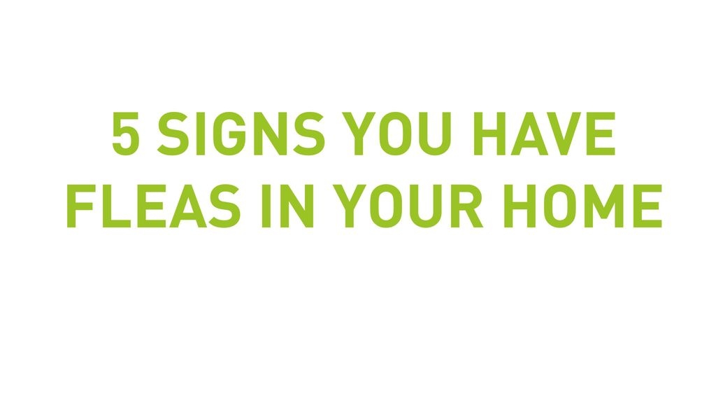 5 Signs You Have Fleas In Your Home