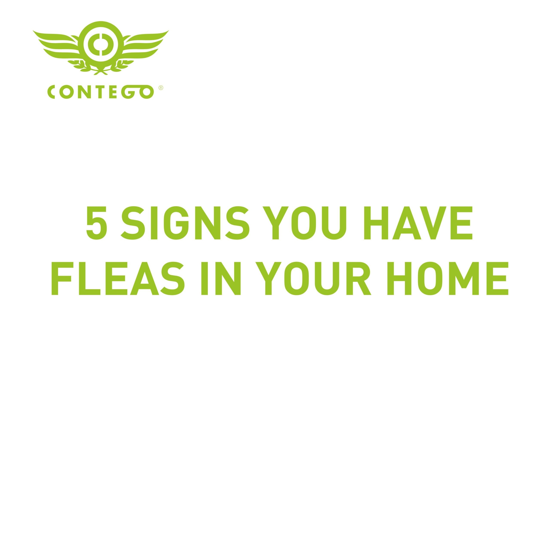 5 Signs You Have Fleas In Your Home