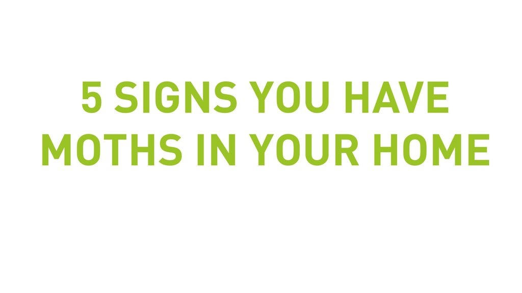 5 Signs You Have Moths In Your Home