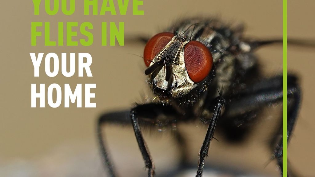 5 Signs You Have Flies in Your Home