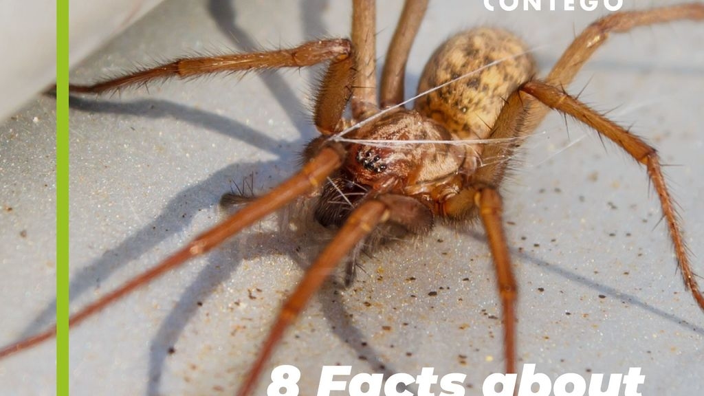 8 Facts About the Common House Spider