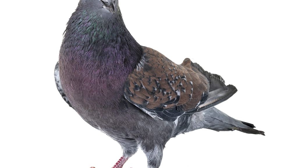 Urban Bird Control