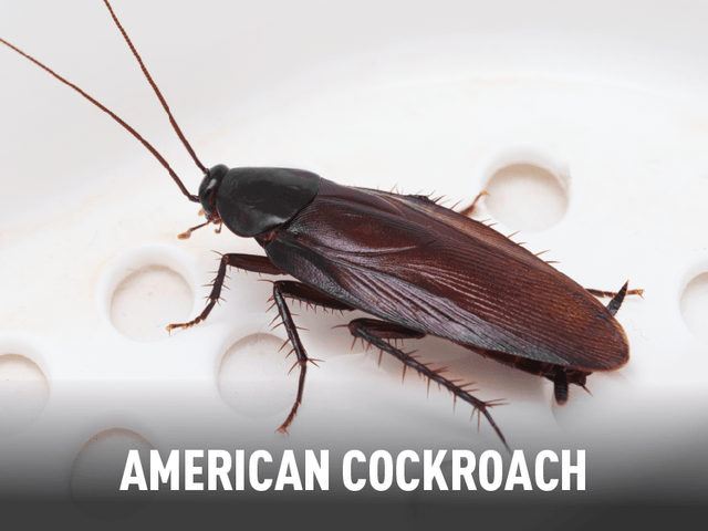 American Cockroach