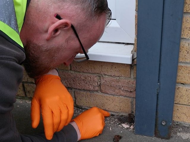 Ant Inspection