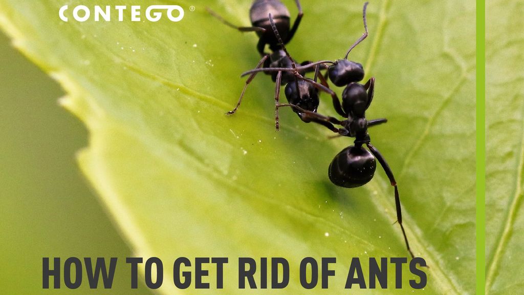 How to Get Rid of Ants in the Garden Without Harming my Plants