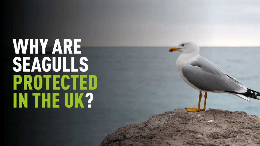 A photograph of a young seagull sat upon a large stone with overlaying text reading "Are seagulls protected in the UK?"