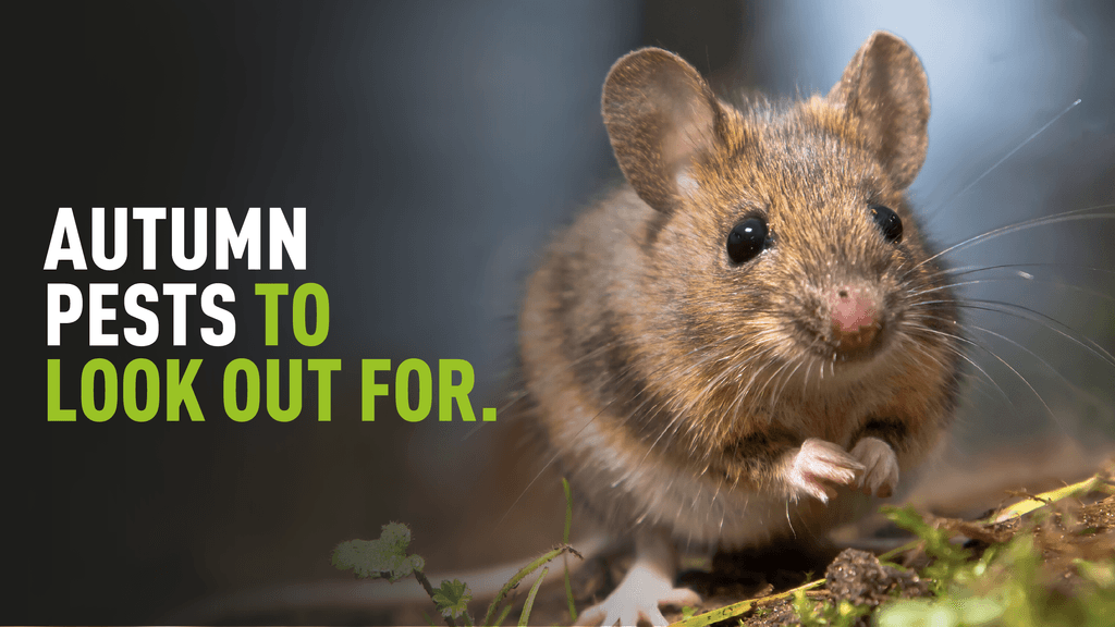 Autumn Pests To Look Out For
