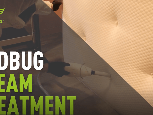 Bed Bug Steam Treatment