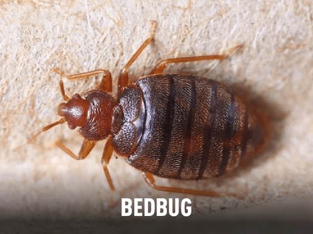 Bedbug