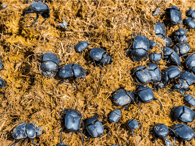 Image of a group of beetles