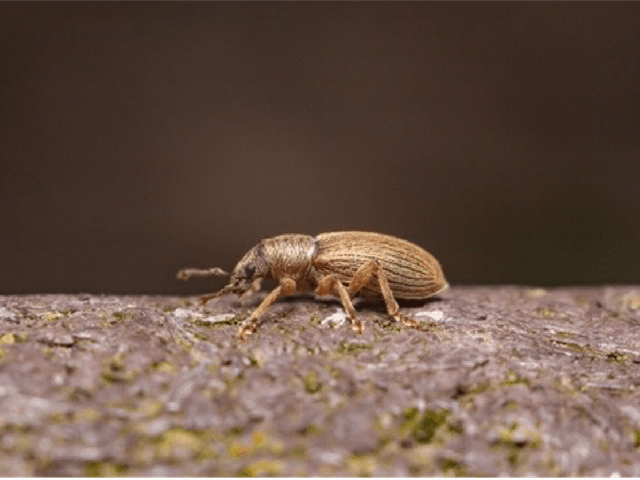 A beetle on stone