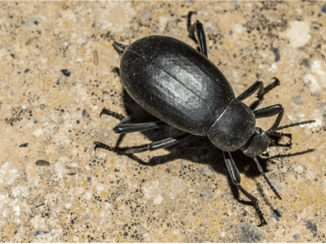 A black beetle on a stone background