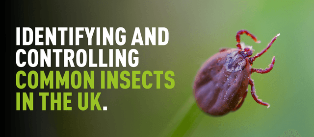 Close up image of a tick with overlaying text which reads "identifying and controlling common insects in the uk"