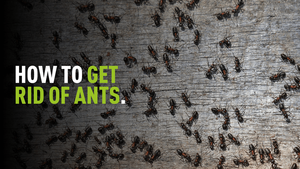 Image of a swarm of ants with overlaying text which reads "how to get rid of ants"