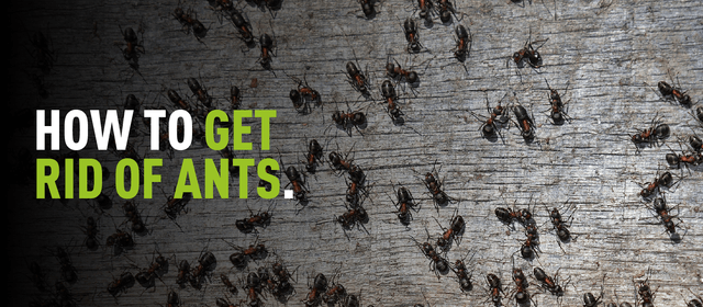 Image of a swarm of ants with overlaying text which reads "how to get rid of ants"
