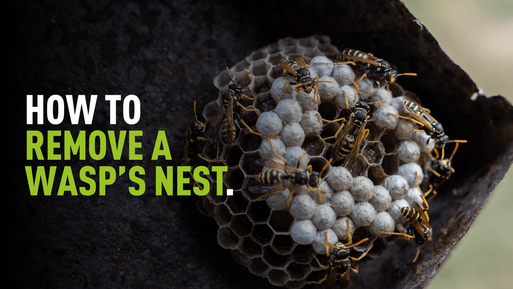 Closeup photograph of a wasps nest with overlaying text which reads "now to remove a wasps nest"