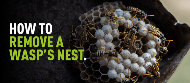 Closeup photograph of a wasps nest with overlaying text which reads "now to remove a wasps nest"