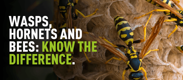 close up of a photograph of wasps with overlaying text which reads "Wasps, hornets and bees, know the difference"