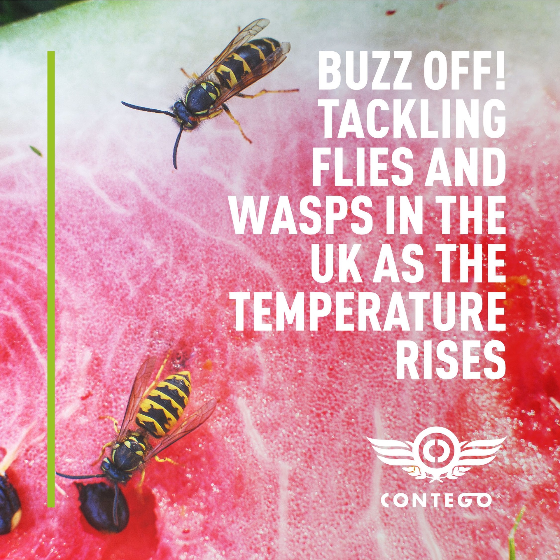 Buzz Off! Tackling Flies and Wasps in the UK as the Temperature Rises