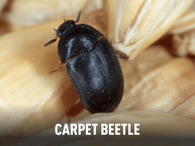 Carpet Beete