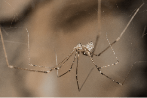 Cellar Spider.png