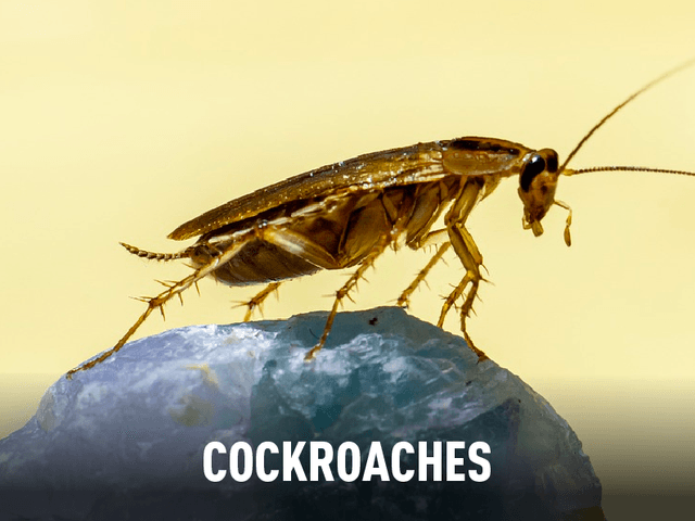 Cockroaches with overlying text "Cockroaches"