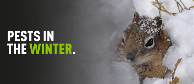 Squirrel in snow with overlaying text "Pests in winter"