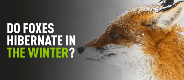 Fox in snow with overlaying text "Do foxes hibernate in the winter"