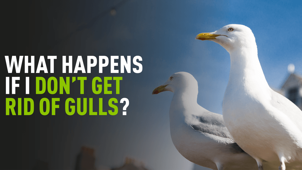 Image of two seagulls with over laying text reading "What happens if I don't get rid of gulls?"