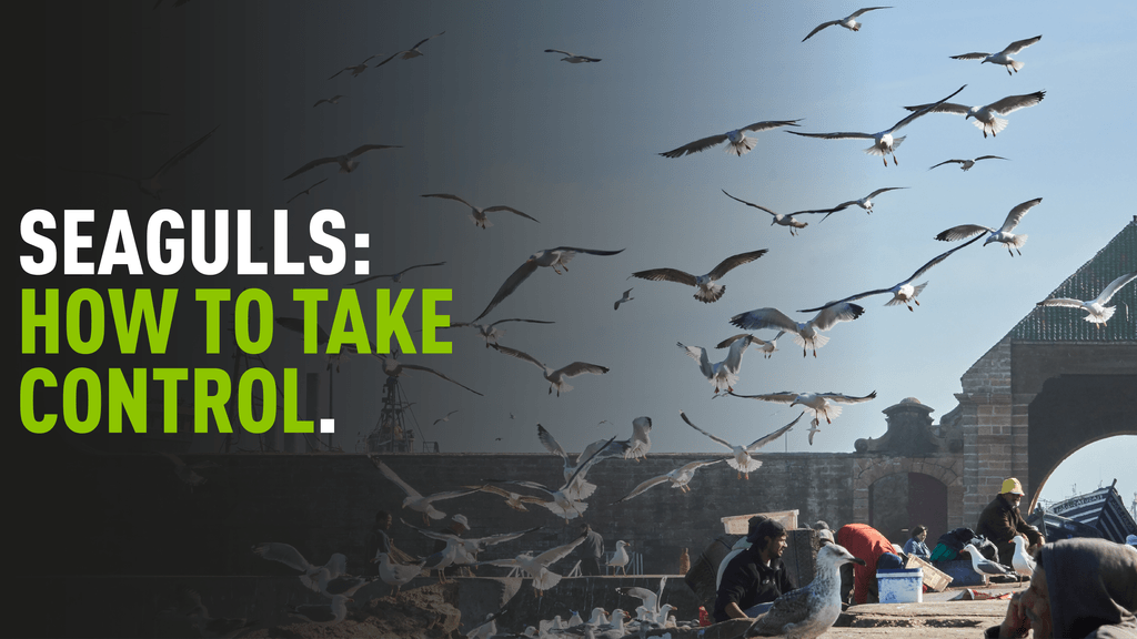 Image of seagulls swarming above crowds of people with overlaying text reading "Seagulls: How to take control"