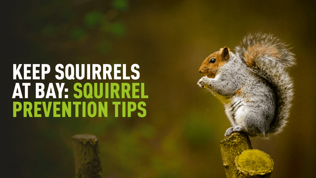 Keep Squirrels at Bay: Squirrel Prevention Tips