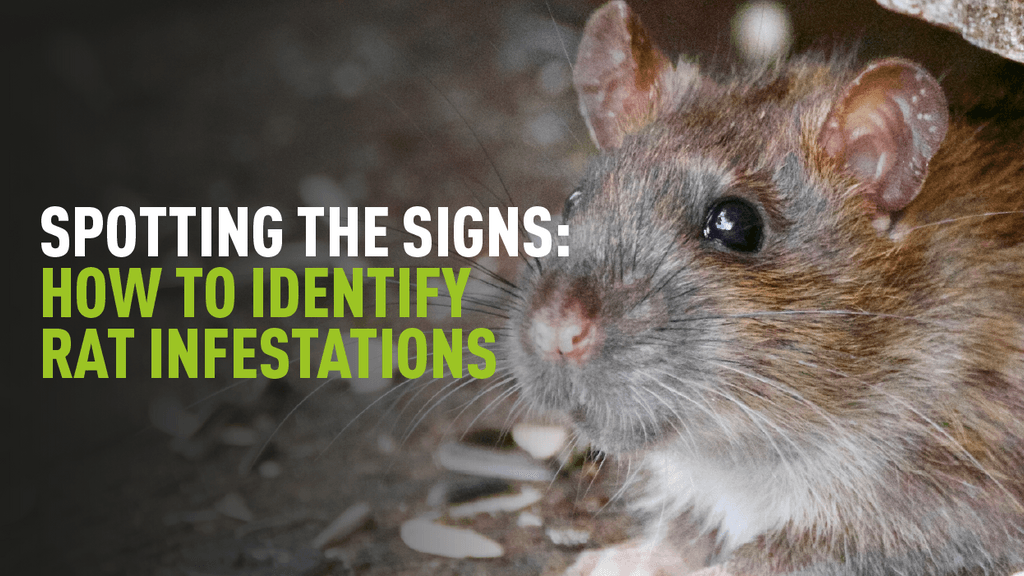 Spotting The Signs: How To Identify Rat Infestations