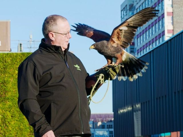 Contego Technician Falconer