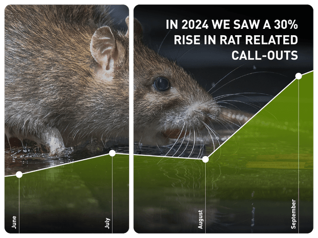 A chart showing the 30% rodent increase in autumn with a rat in the background