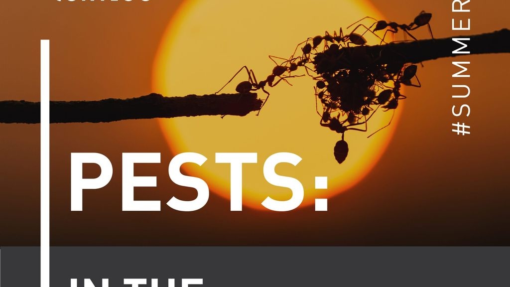 Pests In The Summer