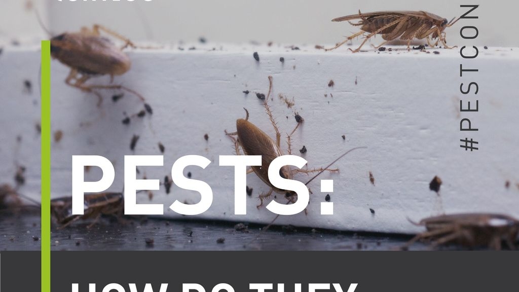 Pests: How Do They Get In??
