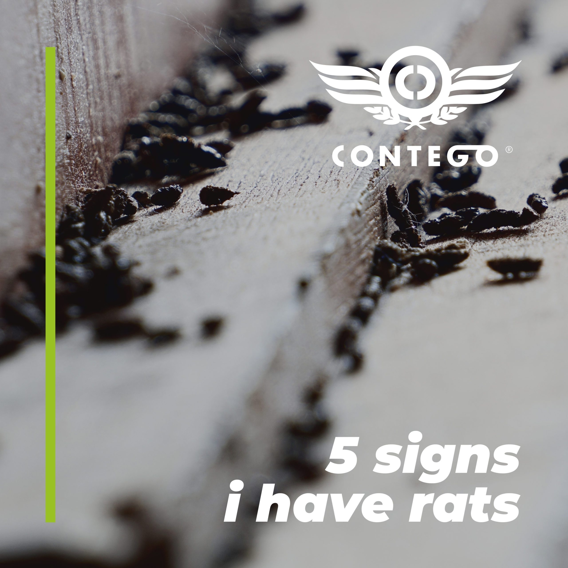 5 Signs I Have Rats In My Home