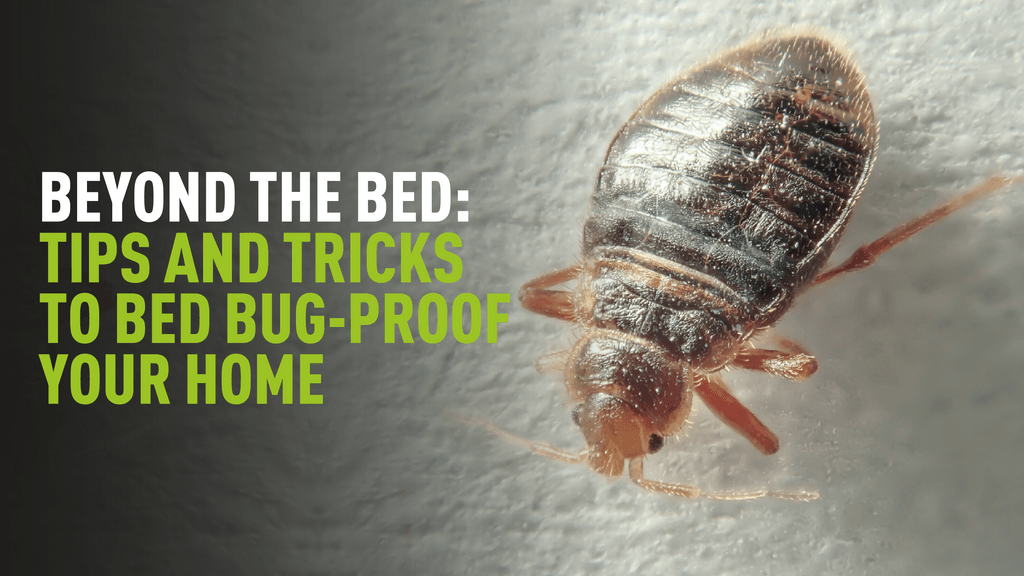 Beyond The Bed: Tips and Tricks to Bed Bug-proof Your Home