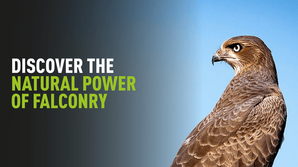 Discover The Natural Power of Falconry