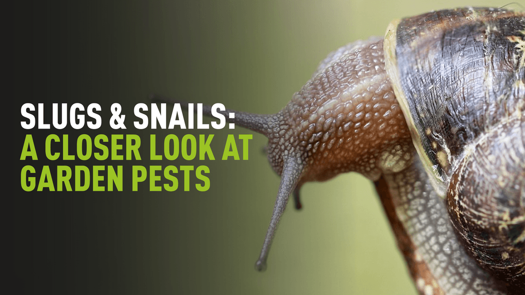 Slugs and Snails: A Closer Look at Garden Pests