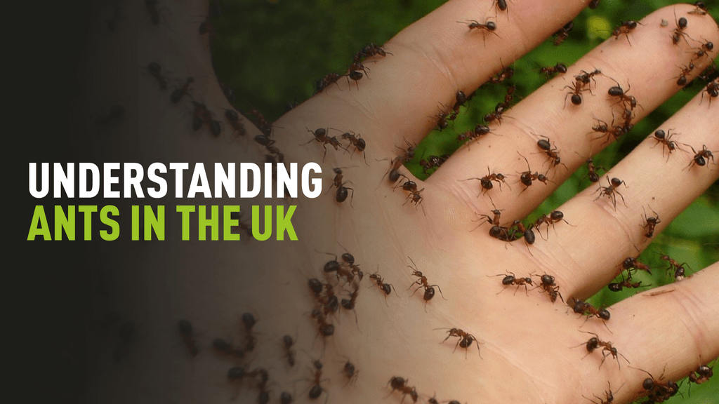 Understanding Ants In The UK