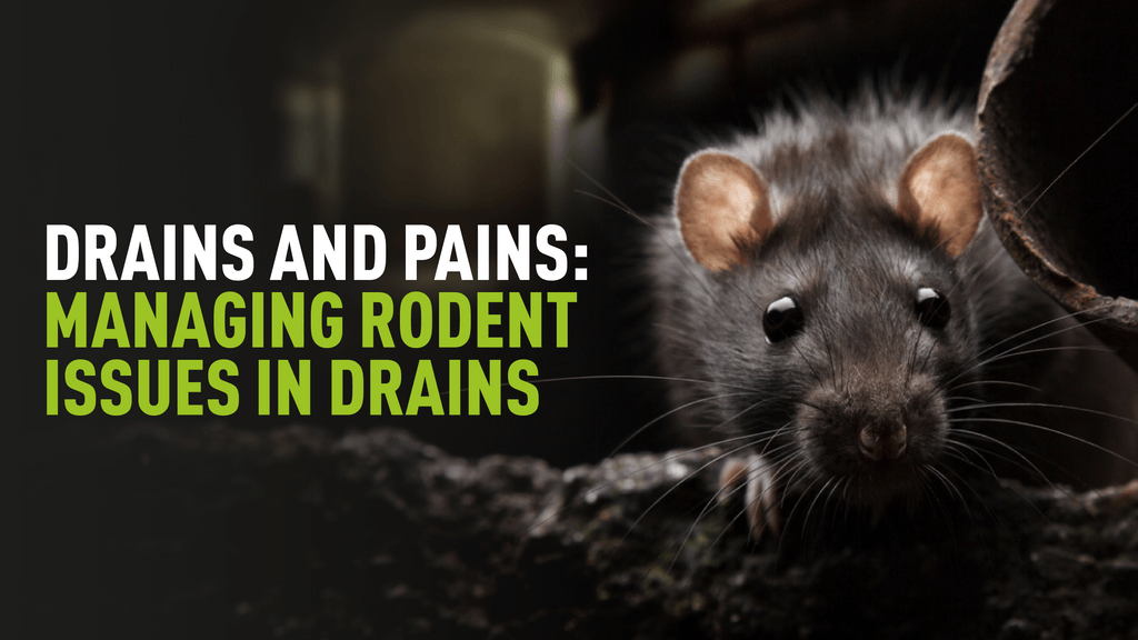 Drains and Pains: Managing Rodent Issues in Drains