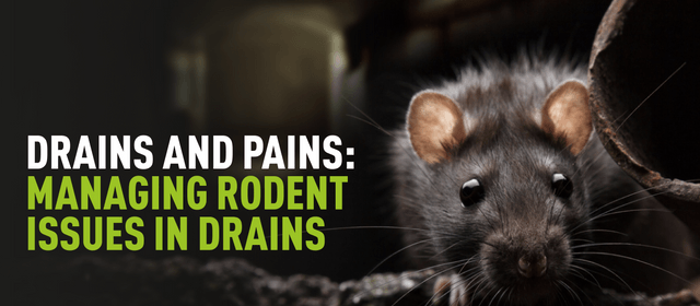 Drains and Pains: Managing Rodent Issues in Drains