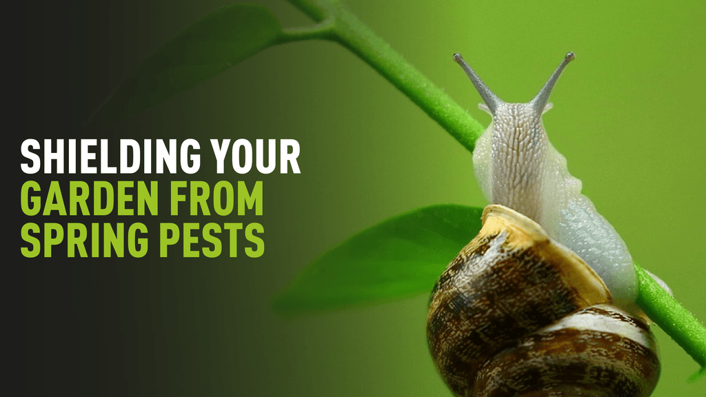 Shielding Your Garden From Spring Pests