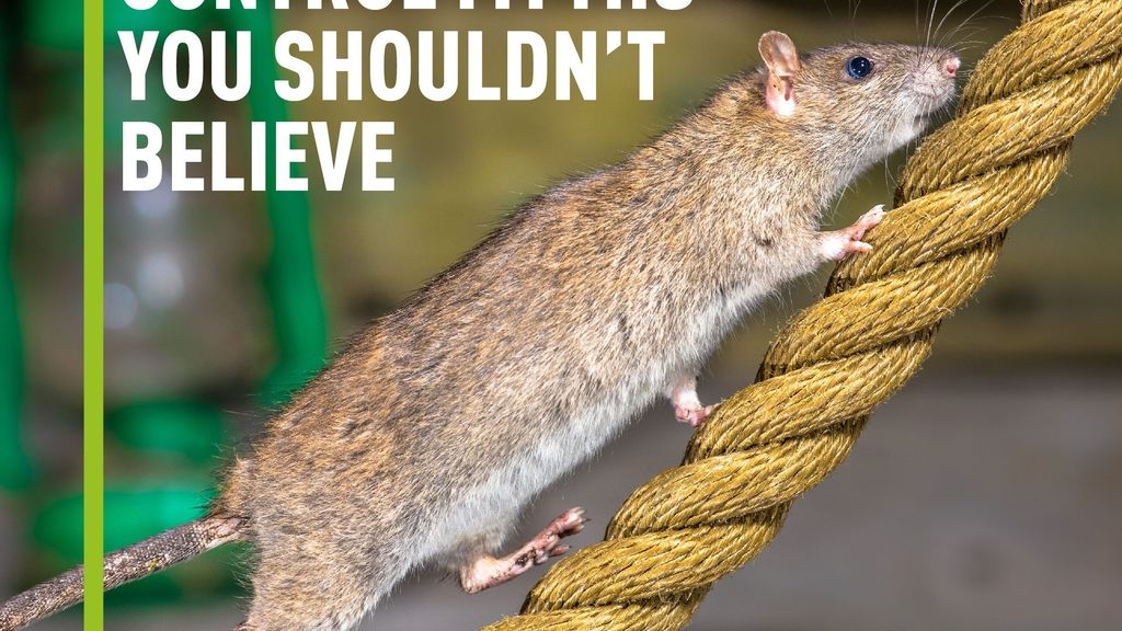 Debunked! 6 Pest Control Myths You Shouldnâ€™t Believe