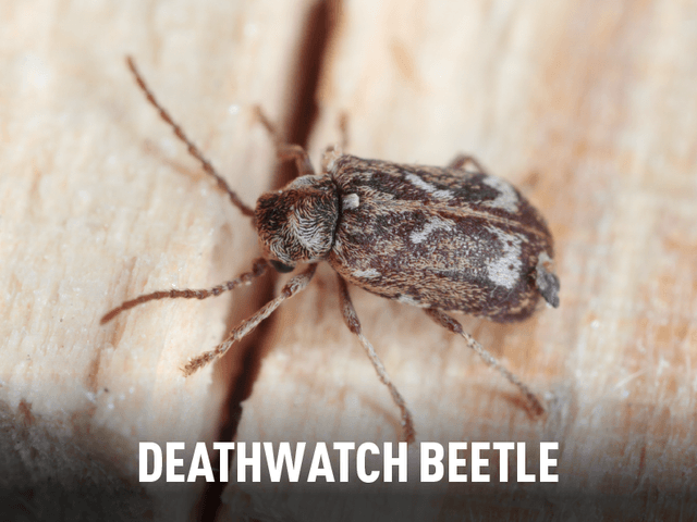 DeathwatchBeetle